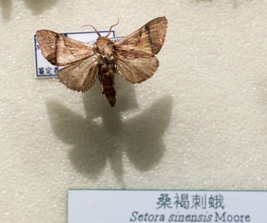 桑褐剌蛾
