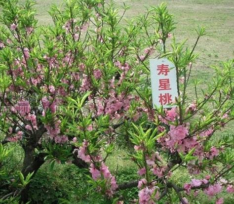 盆栽寿星桃
