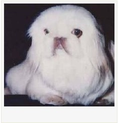 鹰叭犬