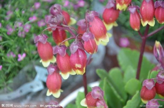 宫灯长寿花