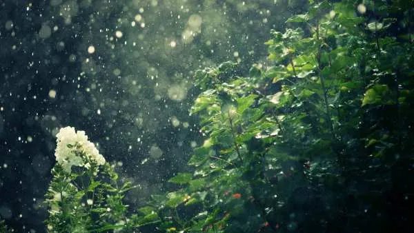 山雨的主要内容是？