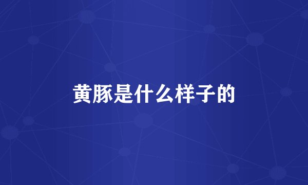 黄豚是什么样子的