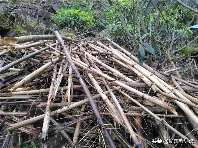 农户在集体荒地上种植竹子,成林后被偷砍且挖掉,能得到赔偿吗?有何依据?