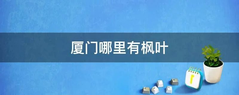 厦门哪里有枫叶