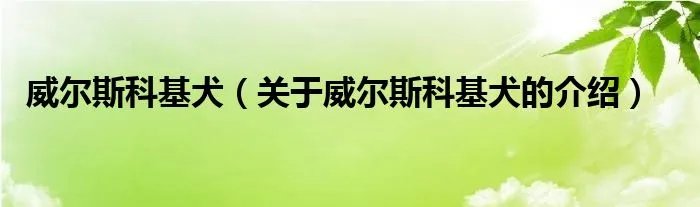 威尔斯科基犬(关于威尔斯科基犬的介绍)