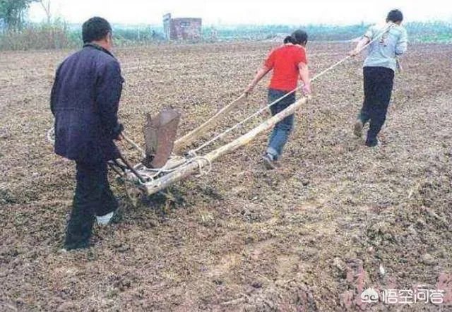 现在主要哪个地区种植稻谷？何时播种？一亩产量是多少？