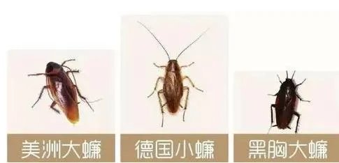 北方蟑螂和南方蟑螂哪个更可怕?