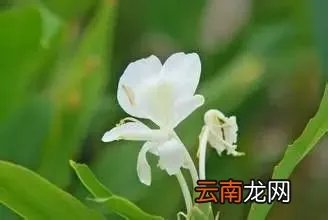 最美的35种水生植物花卉,好美!