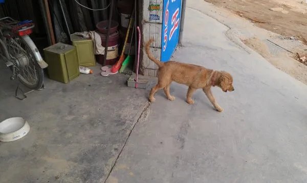 三个月的金毛犬有多大?求照片,求好心人