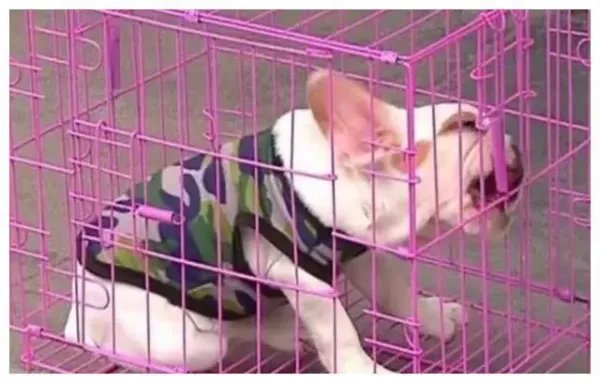 夫妻疑因吵架把狗推下4楼,这种情况若是砸到人,责任该怎么算?