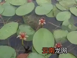最美的35种水生植物花卉,好美!
