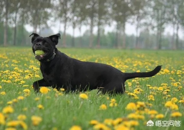 狗真的会在危险时刻保护人吗?