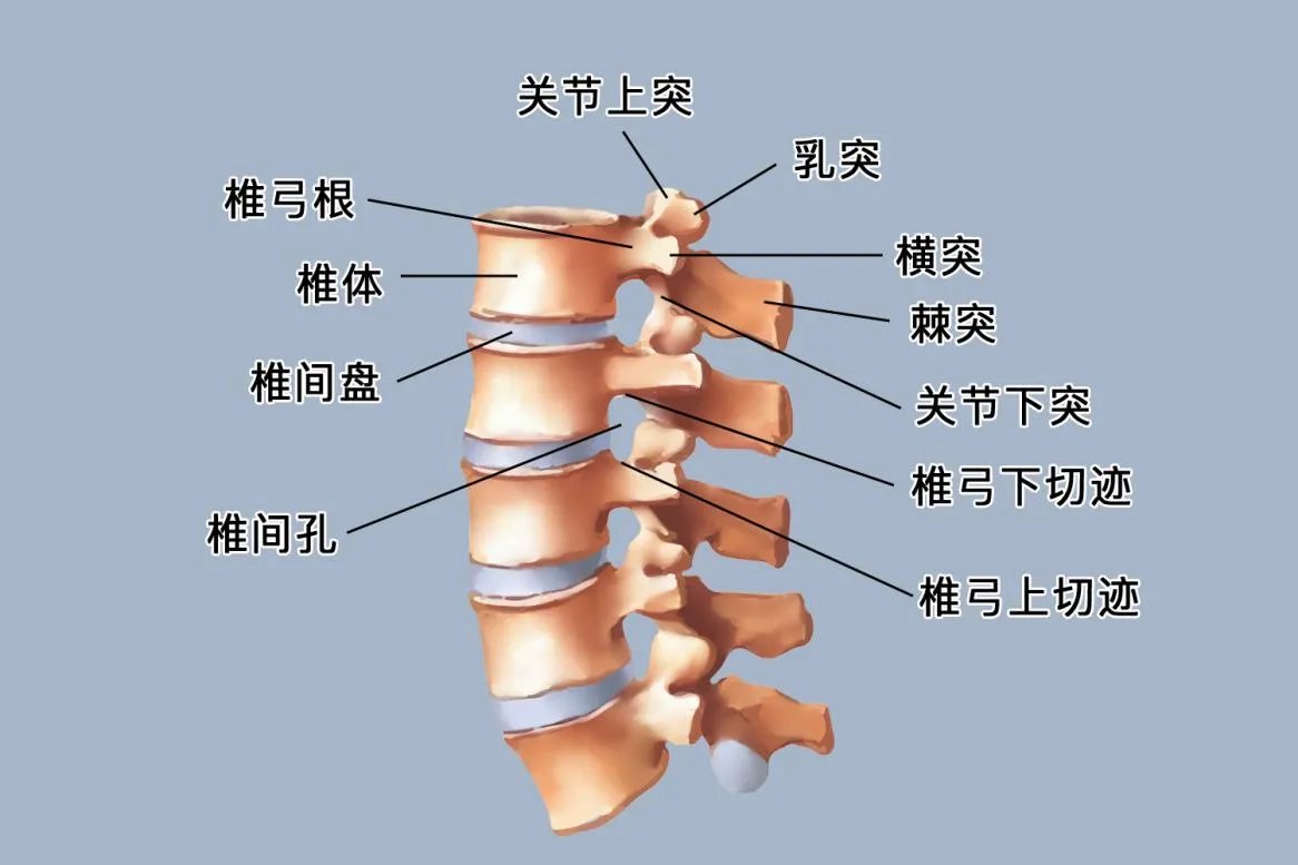 腰椎结构图