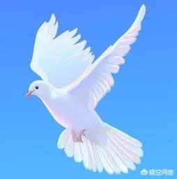 北京哪里有鸽子交易市场?
