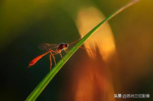 尼康d300s怎么样?