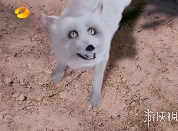 呵呵哒!盗墓笔记力压古剑奇谭 网友吐血整理5毛特效