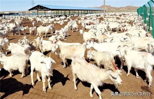 未来中国养殖业会是怎么样的?