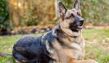 德国牧羊犬幼犬多少钱一只?