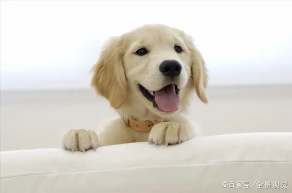 狗宝到底是什么东西狗宝价值百万是真的吗