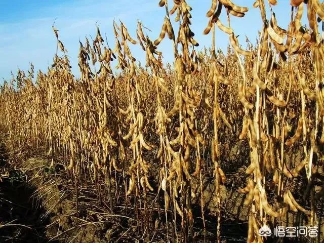 2018年黑龙江的大豆收购价格怎么样？