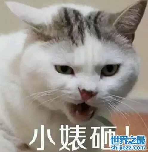 小婊砸就是小婊子的意思,熟人之间却用来调侃
