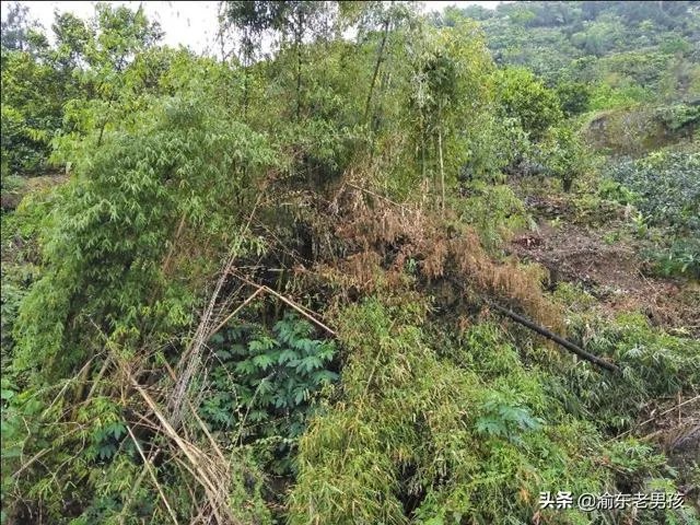 农户在集体荒地上种植竹子,成林后被偷砍且挖掉,能得到赔偿吗?有何依据?