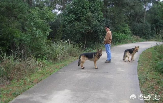 狗真的会在危险时刻保护人吗?