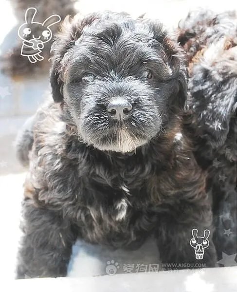 法兰德斯牧牛犬的个性