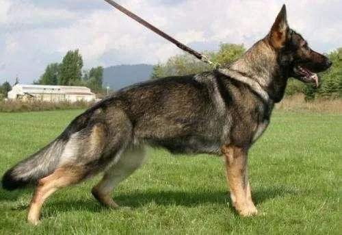 德国牧羊犬幼犬多少钱一只?