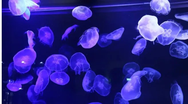以色列发电站出现数千只蓝色水母是怎么回事?