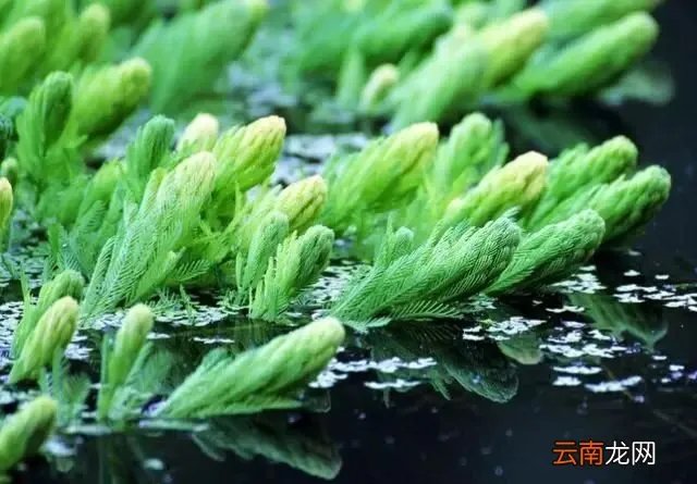 最美的35种水生植物花卉,好美!