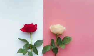 21朵白玫瑰的花语是什么 21朵白玫瑰代表什么