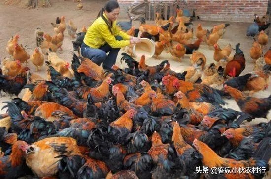 未来中国养殖业会是怎么样的?
