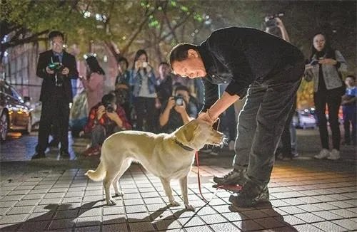 老人遛狗不栓绳被查抱狗痛哭 如何正确遛狗