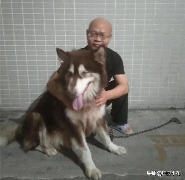 狗真的会在危险时刻保护人吗?