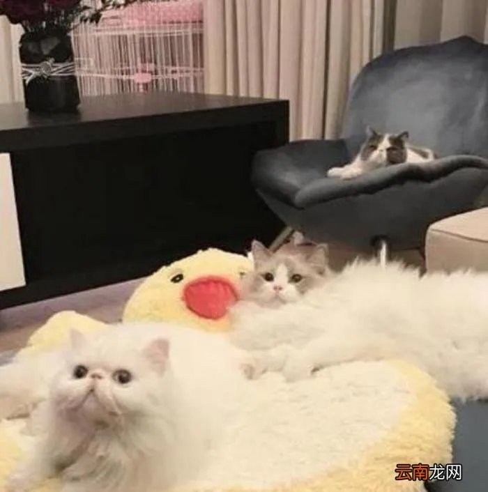 李晨与范冰冰的婚房 李晨范冰冰结婚照