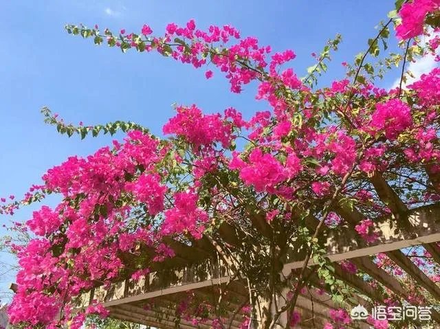 厦门市花