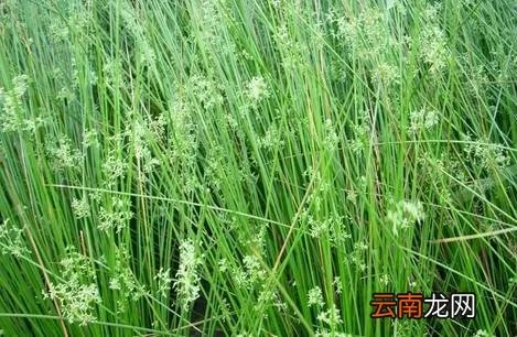 最美的35种水生植物花卉,好美!