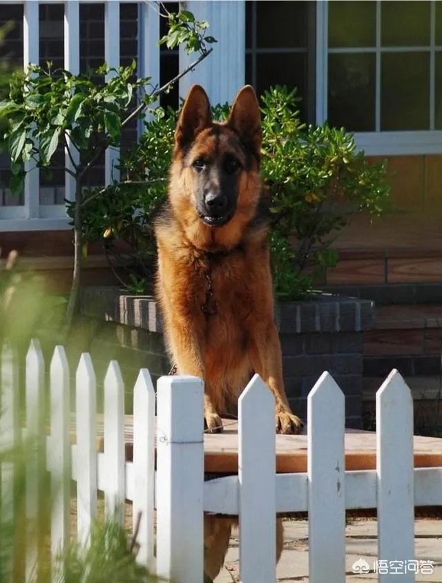 德国牧羊犬幼犬多少钱一只?