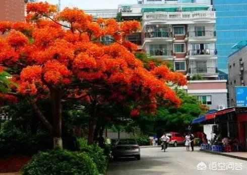 厦门市花
