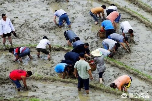 现实版开心农场经营要点是什么?