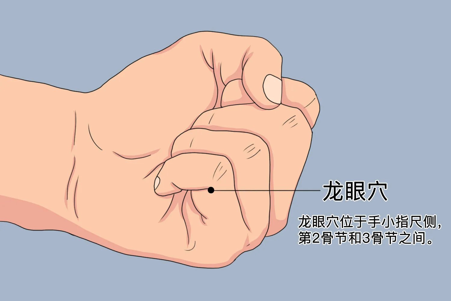 龙眼的准确位置图片
