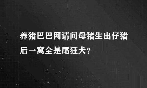养猪巴巴网请问母猪生出仔猪后一窝全是尾狂犬？