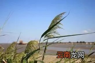最美的35种水生植物花卉,好美!
