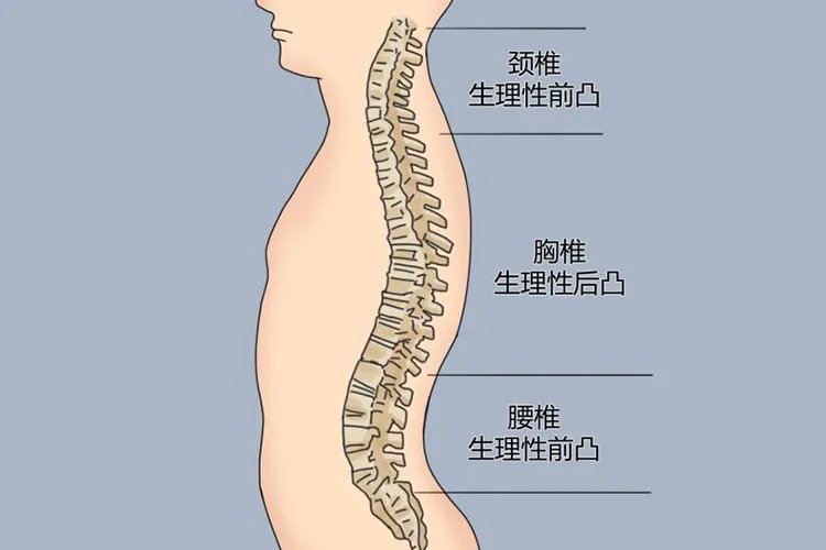 颈椎正常生理曲度图片