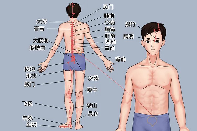 肩胛骨上的三条经络图