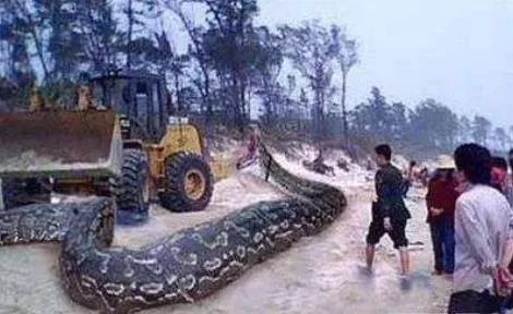 桂平挖蛇事件是真的吗?是真是假揭晓(图)