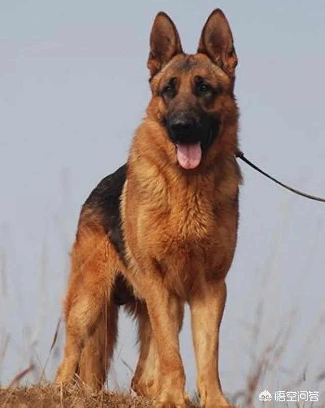 德国牧羊犬幼犬多少钱一只?
