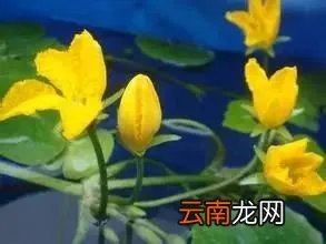 最美的35种水生植物花卉,好美!