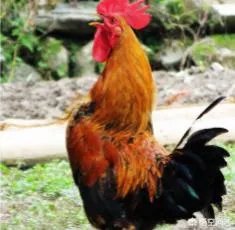 上联:阿发狗,旺财狗,戊戌狗,三狗开泰。如何对下联?